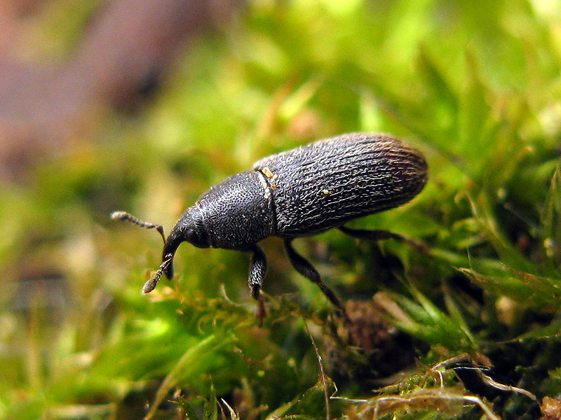 Curculionidae: Mecinus pyraster